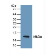 Western blot analysis of recombinant Human REG3g.