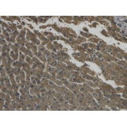 Regenerating Islet Derived Protein 3 Gamma (REG3g) Antibody