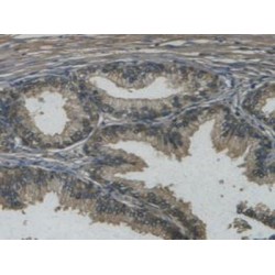 Regenerating Islet Derived Protein 3 Gamma (REG3g) Antibody
