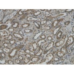 Regenerating Islet Derived Protein 3 Gamma (REG3g) Antibody
