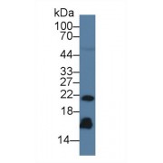 Western blot analysis of Human Serum, using Human REG3g Antibody (3 µg/ml) and HRP-conjugated Goat Anti-Mouse antibody (<a href="https://www.abbexa.com/index.php?route=product/search&amp;search=abx400001" target="_blank">abx400001</a>, 0.2 µg/ml).