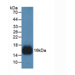 Regenerating Islet Derived Protein 3 Gamma (REG3G) Antibody