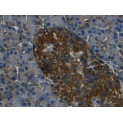 Regenerating Islet Derived Protein 3 Gamma (REG3G) Antibody