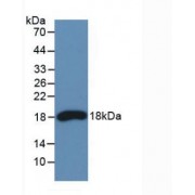 Western blot analysis of recombinant Human RNASE3.