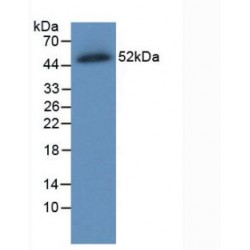 Ferroportin / FPN (SLC40A1) Antibody
