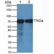 Western blot analysis of (1) Porcine Kidney Tissue and (2) Porcine Brain Tissue.