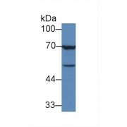 Western blot analysis of Human MCF7 cell lysate, using Human TGFb3 Antibody (3 µg/ml) and HRP-conjugated Goat Anti-Mouse antibody (<a href="https://www.abbexa.com/index.php?route=product/search&amp;search=abx400001" target="_blank">abx400001</a>, 0.2 µg/ml).
