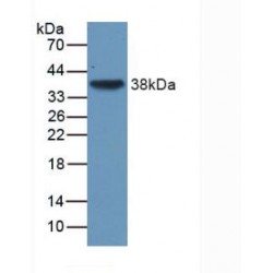 Transforming Growth Factor Beta 3 (TGFb3) Antibody