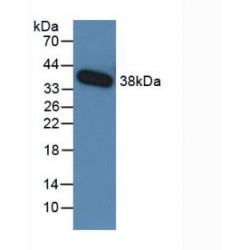 Transforming Growth Factor Beta 3 (TGFB3) Antibody