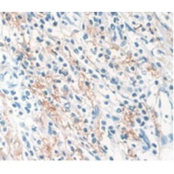 Elastin (ELN) Antibody