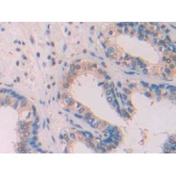 Amyloid beta 42 (Abeta42) Antibody