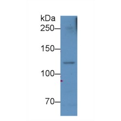 Complement C5a (C5a) Antibody
