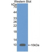 Western blot analysis of recombinant Mouse C5a.