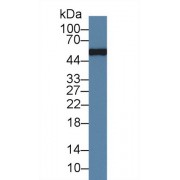 Western blot analysis of Rabbit Serum, using Rabbit IgG Antibody (1 µg/ml) and HRP-conjugated Goat Anti-Mouse antibody (<a href="https://www.abbexa.com/index.php?route=product/search&amp;search=abx400001" target="_blank">abx400001</a>, 0.2 µg/ml).