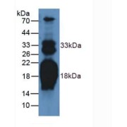 Western blot analysis of Rat Heart Tissue.