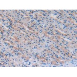 N-Terminal Pro-Atrial Natriuretic Peptide (NT-ProANP) Antibody