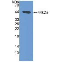 N-Terminal Pro-Atrial Natriuretic Peptide (NT-ProANP) Antibody