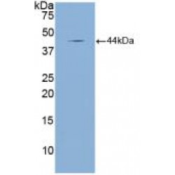 Natriuretic Peptide Precursor A (NPPA) Antibody