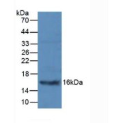 Western blot analysis of Mouse Pancreas Tissue.