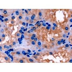 Apolipoprotein E (APOE) Antibody