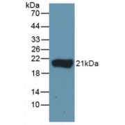 Western blot analysis of recombinant Chicken IL1b Protein.