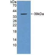 Western blot analysis of recombinant Mouse COX6c.