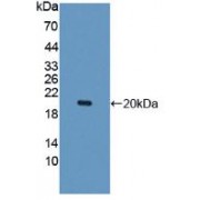 Western blot analysis of recombinant Protein with His-tag.