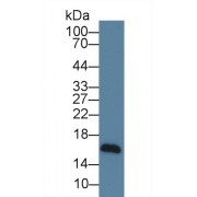 Western blot analysis of Human HepG2 cell lysate, Primary Ab: 5 µg/ml Mouse Anti-Human NRG4 Antibody Second Ab: 0.2 µg/ml HRP-Linked Caprine Anti-Mouse IgG Polyclonal Antibody.