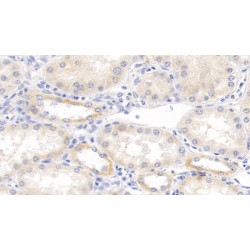 Lymphotoxin Alpha (LTA) Antibody