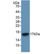 Western blot analysis of recombinant Human CASP3.