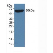 Western blot analysis of recombinant Protein with S-tag.