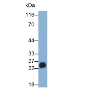Western blot analysis of Pig Liver tissue using Glutathione S Transferase Alpha 1 (GSTa1) Antibody (0.3 µg/ml) and HRP-conjugated Goat Anti-Mouse antibody (<a href="https://www.abbexa.com/index.php?route=product/search&amp;search=abx400001" target="_blank">abx400001</a>, 0.2 µg/ml).