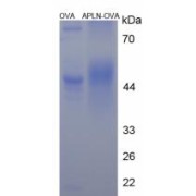 SDS-PAGE analysis of Apelin Protein (OVA).