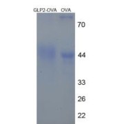 SDS-PAGE analysis of GLP2 (OVA).