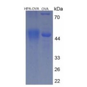SDS-PAGE analysis of Heparanase Protein (OVA).