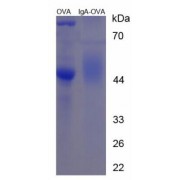 SDS-PAGE analysis of Immunoglobulin A Protein (OVA).