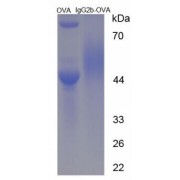 SDS-PAGE analysis of Immunoglobulin G2b Protein (OVA).