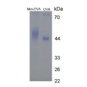 SDS-PAGE analysis of Methionine (OVA).