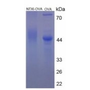 SDS-PAGE analysis of N-Telopeptide Of Type I Collagen Protein (OVA).