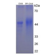 SDS-PAGE analysis of Pancreatic Polypeptide Protein (OVA).