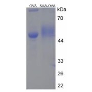 SDS-PAGE analysis of Serum Amyloid A Protein (OVA).