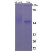 SDS-PAGE analysis of Nicotinamide Phosphoribosyltransferase Protein (OVA).