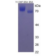 SDS-PAGE analysis of 11-Hydroxyprogesterone Protein (BSA).