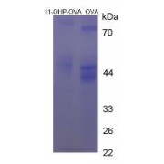 SDS-PAGE analysis of 11-Hydroxyprogesterone Protein (OVA).