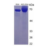 SDS-PAGE analysis of Androstenedione (BSA).