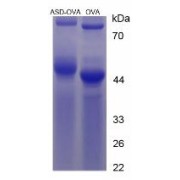 SDS-PAGE analysis of Androstenedione (OVA).