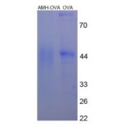 abx165644