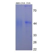 SDS-PAGE analysis of AMH Protein (OVA).