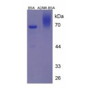 SDS-PAGE analysis of (1) BSA, and (2) BSA-conjugated Asymmetric Dimethylarginine.