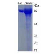 SDS-PAGE analysis of Cholesterol (BSA).